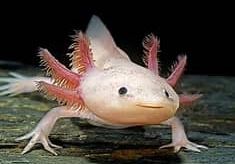 axolotl.jpg (3,52 Ko)
